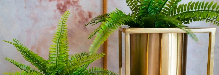 Zwei Farne in goldenen Übertöpfen